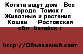 Котята ищут дом - Все города, Томск г. Животные и растения » Кошки   . Ростовская обл.,Батайск г.